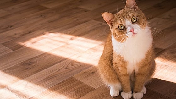 Estas son las mejores arenas para gatos del mercado por su excelente relación calidad-precio