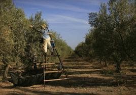 Recogida de la cosecha en un olivar de La Rinconada (España).