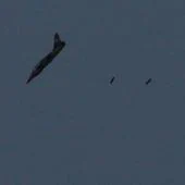 Un avión de combate realiza un bombardeo sobre Siria.
