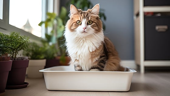 Los 5 mejores areneros para gatos: cómodos para ellos y fáciles de limpiar para ti
