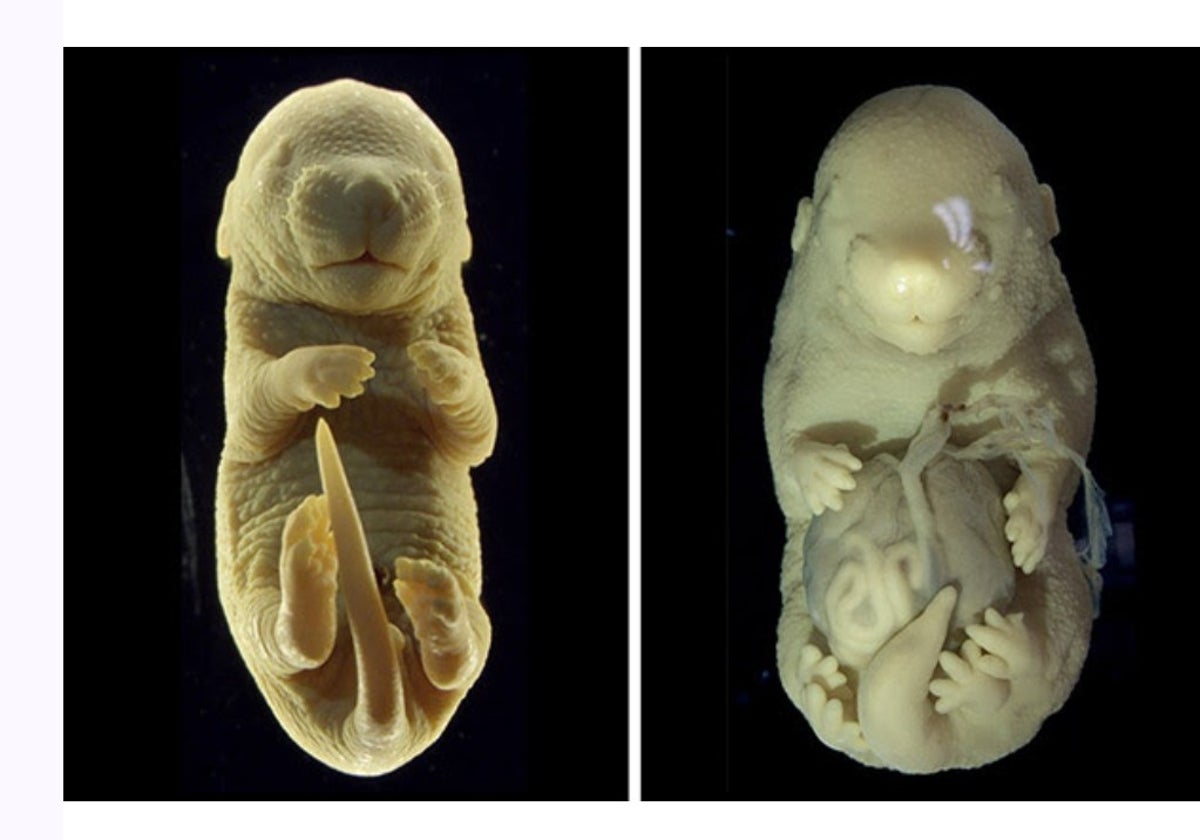 El embrión del ratón de seis patas (der.) y otro sin mutación para control (izq.).