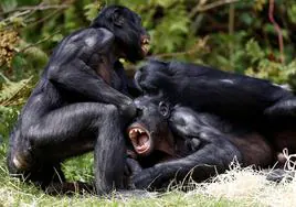 Los bonobos han sido conocidos hasta ahora por resolver sus conflictos con relaciones sexuales.