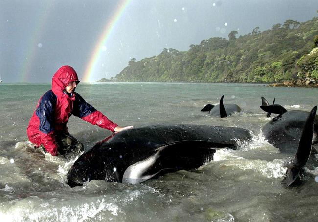 Una voluntaria atiende a un grupo de ballenas varadas en la isla neozelandesa de Stewart.