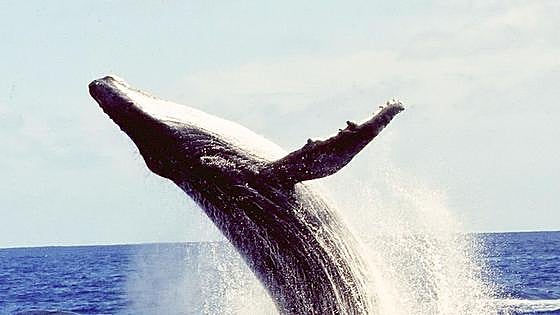 Los maoríes convierten a las ballenas en «personas jurídicas»