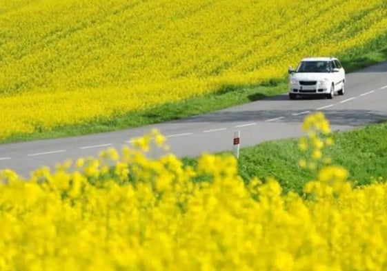 Las alergias pueden llegar a ser muy peligrosas al volante