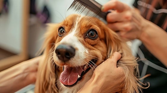 Esta primavera, prepárate para la época de muda y dale un extra de confort a tu amigo peludo