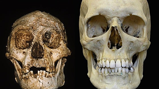 La competencia entre nuestros antepasados, y no el clima, explicaría nuestro árbol genealógico
