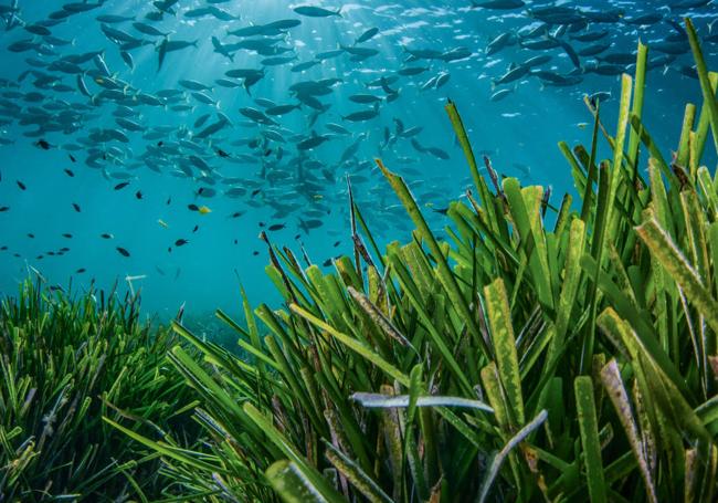 Pradera de posidonia mediterránea.