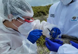 Trabajadores del Parque Nacional Galápagos toman muestras de aves.