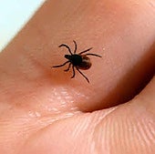 Garrapata sobre una mano.