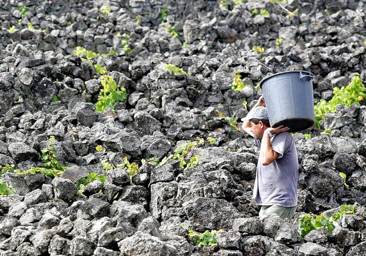 La agricultura, uno de los sectores donde confluyen más factores de riesgo relacionado con el cambio climático.