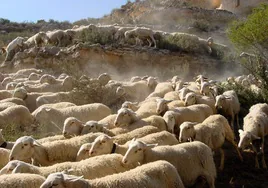 Los ganaderos de ovino no pueden vender la lana de sus ovejas