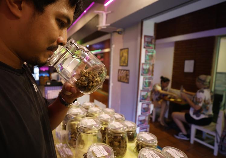 Un vendedor de cannabis en Tailandia huele su producto.