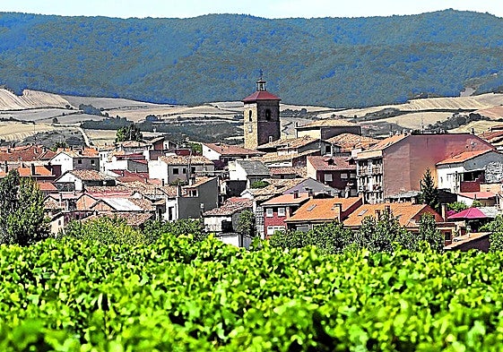 Viñedos del municipio riojano de Badarán, ubicado en el valle del río Cárdenas.