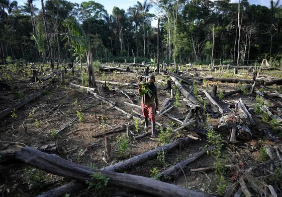 Un agricultor lleva una motosierra en una plantación de coca, después de talar árboles en el departamento de Guaviare, en la Amazonia colombiana.