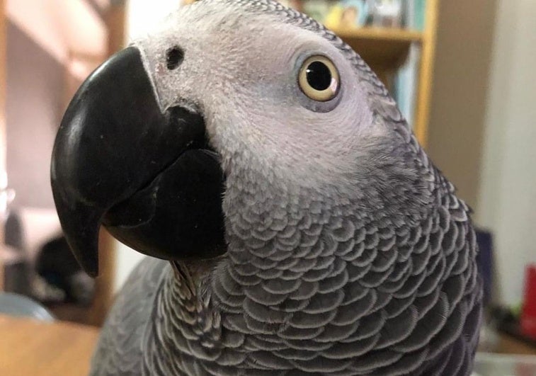 Patxi es un loro gris africano de cola roja.