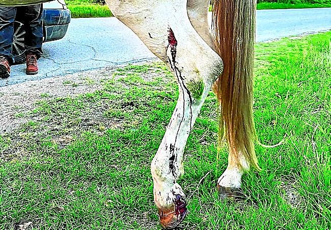 Detalle de las heridas que sufrió Furión.
