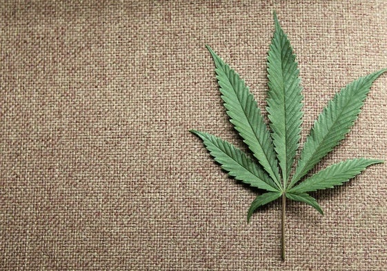 La marihuana aumenta once veces el riesgo de sufrir esquizofrenia en adolescentes