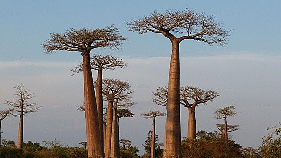 Abuelos gigantes de madera y agua