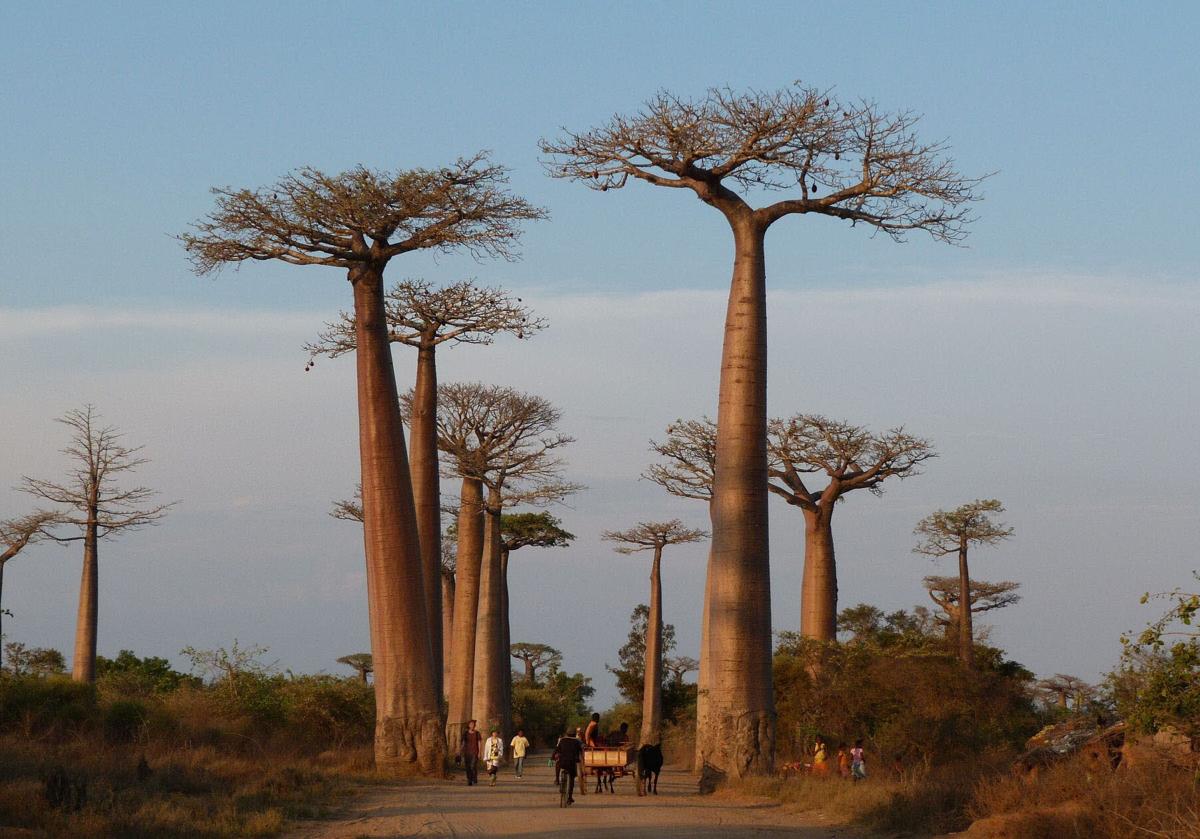 Avenida de los baobabs, en la reserva natural de Madagascar.