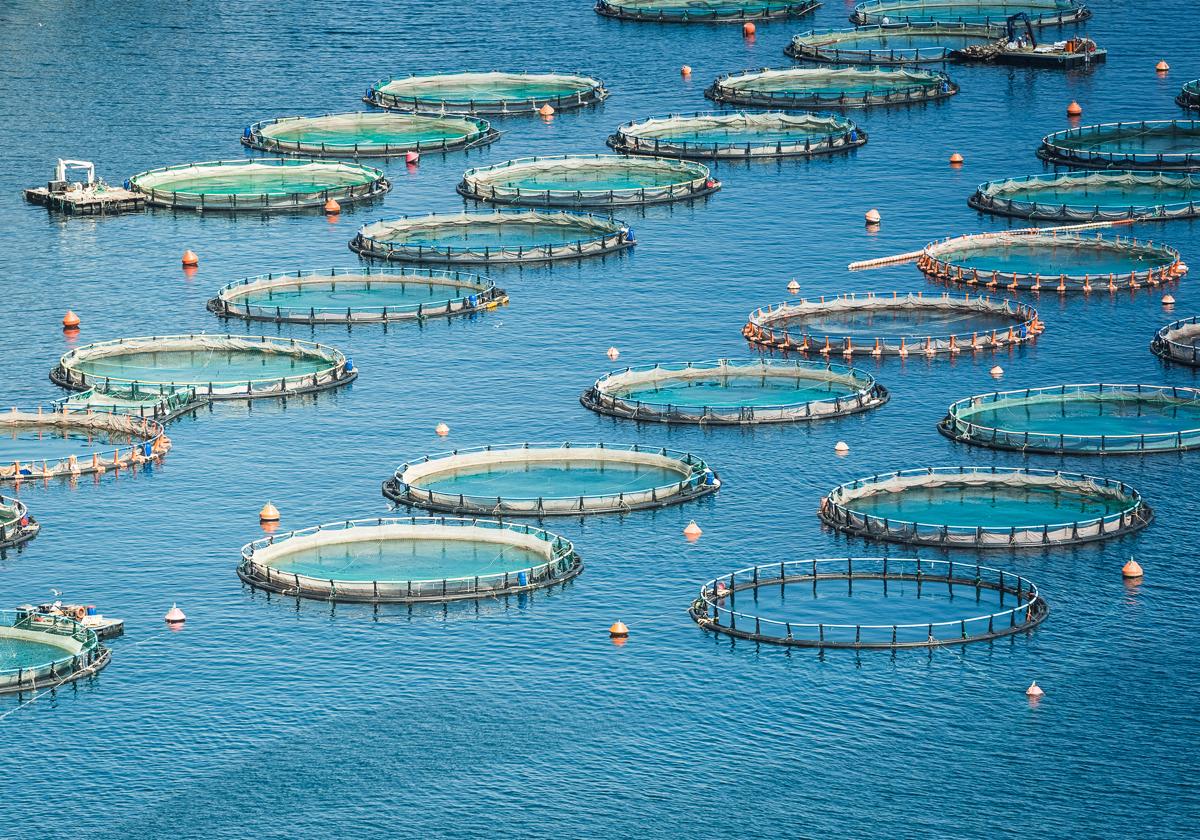 Instalaciones de acuicultura en el mar.