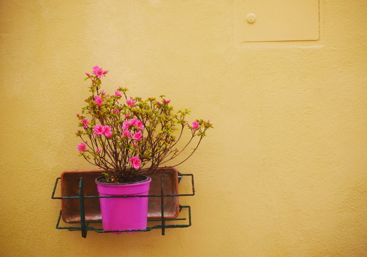 Viste a tus plantas con estilo con estos maceteros buenos, bonitos y ¡muy baratos!