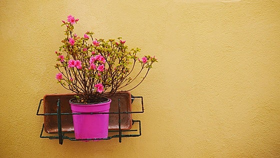 Viste a tus plantas con estilo con estos maceteros buenos, bonitos y ¡muy baratos!