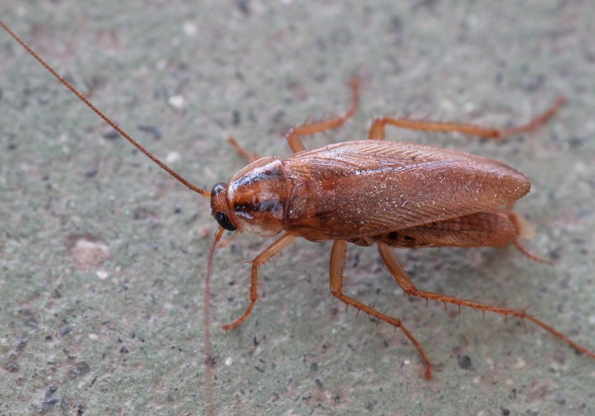 Ejemplar de Blattella germánica o cucaracha rubia.