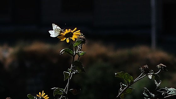 Las claves de la Ley de Restauración de la Naturaleza: ¿en qué consiste y qué implica?
