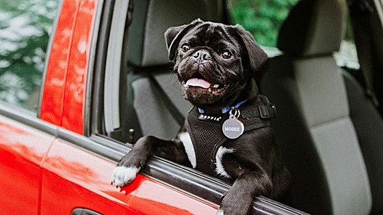Consejos y productos para viajar en coche con tu mascota