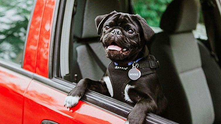 Consejos y productos para viajar en coche con tu mascota