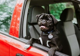 Consejos y productos para viajar en coche con tu mascota