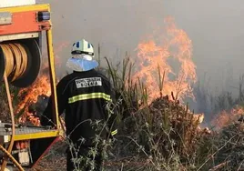 Enfoquemos bien el sector forestal