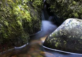 Musgo sobre rocas.