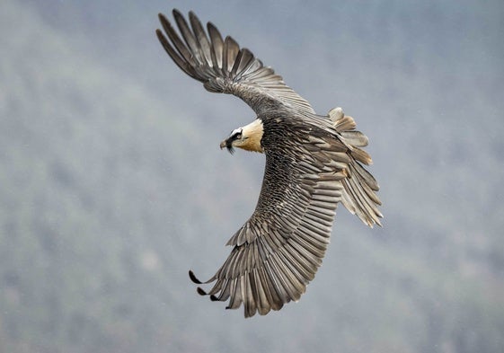 Quebrantahuesos en vuelo.