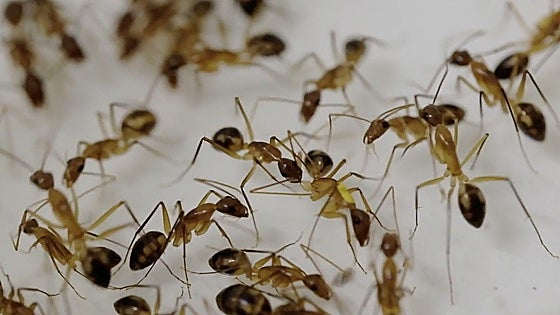 Las hormigas amputan patas para curar infecciones