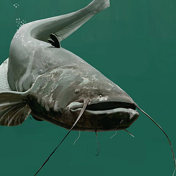 Siluro: el depredador letal que dominará los ríos españoles