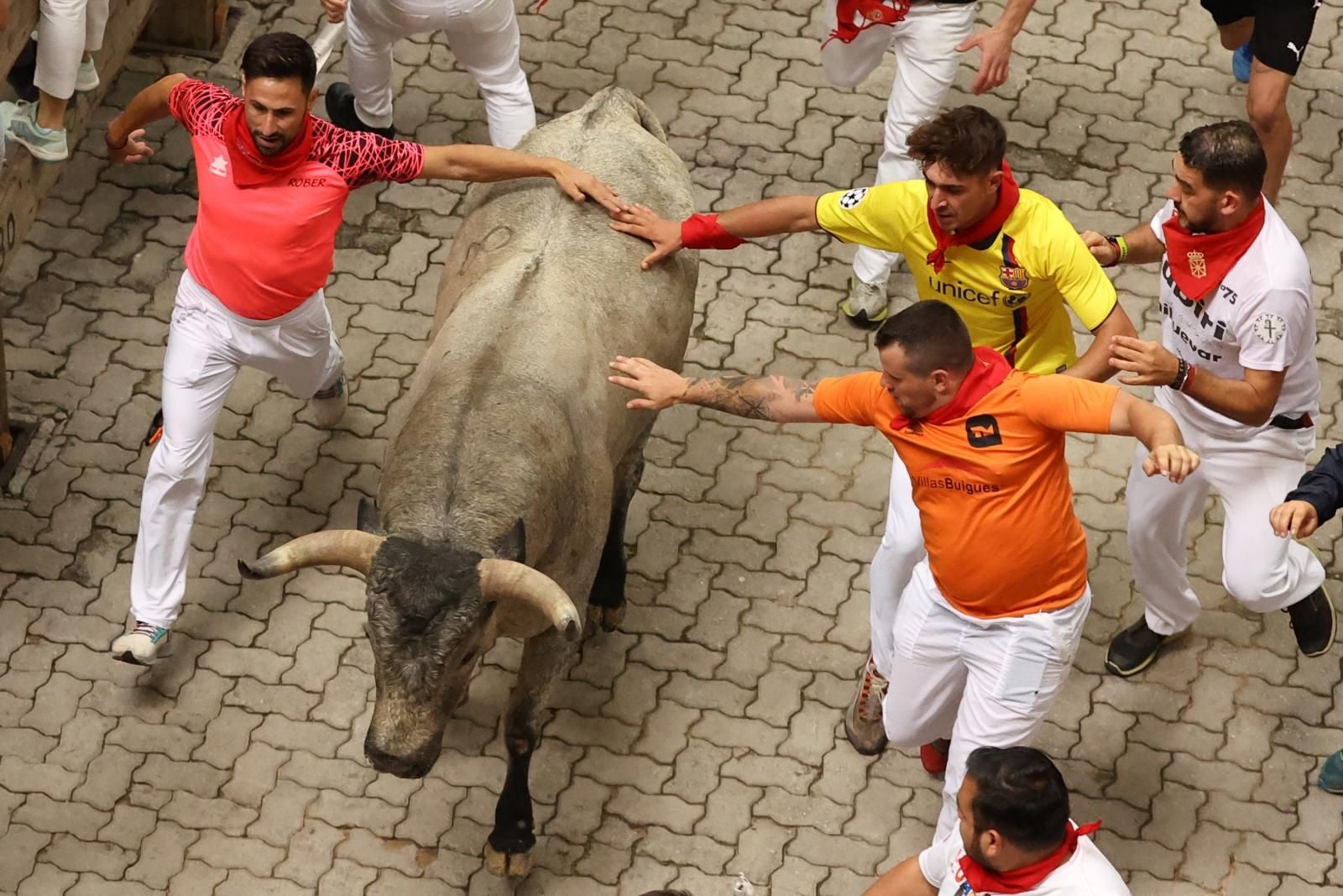 Los toros de José Escolar se caracterizan por su pelaje cárdeno o gris.