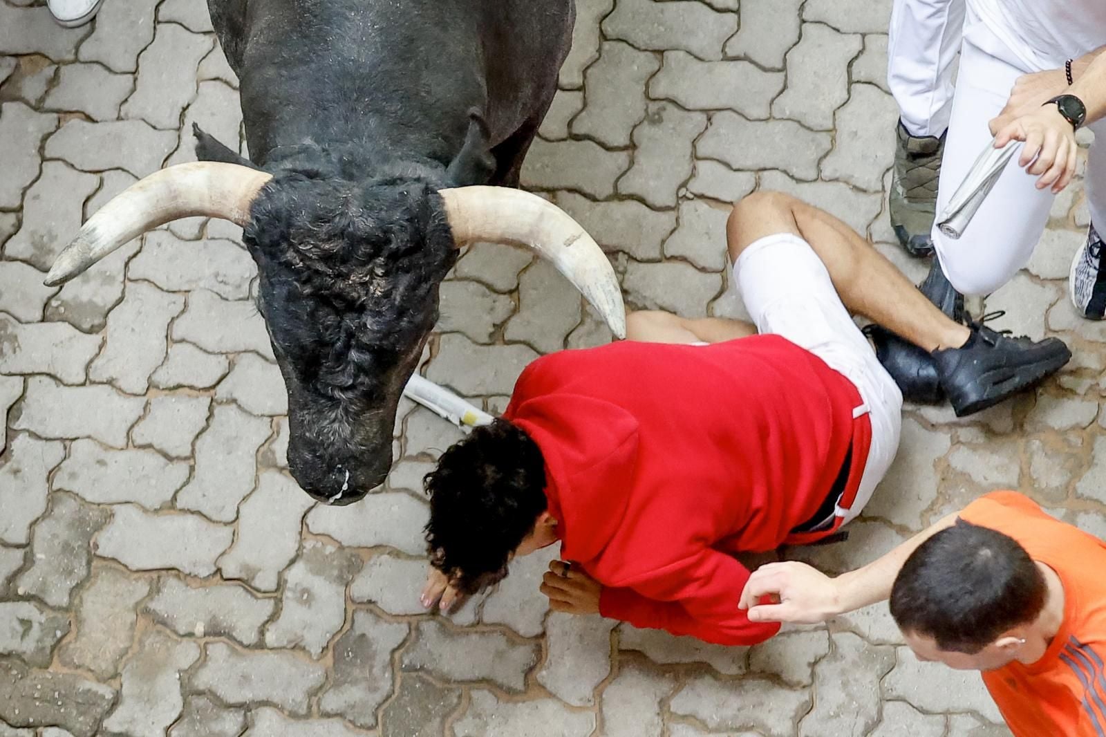 Un mozo cae junto a uno de los toros de la ganadería sevillana de Miura durante el último encierro de los Sanfermines 2024.