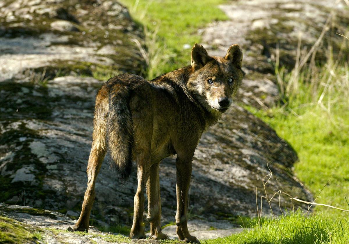 Lobo ibérico en Madrid.