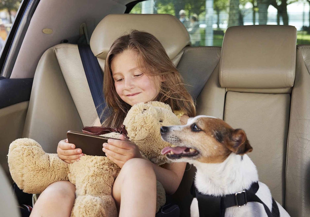 Llevar al perro en el coche