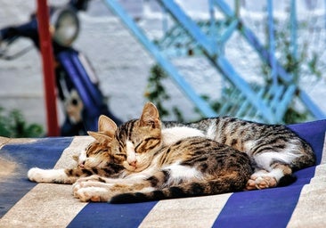 Todo lo que necesitas saber para que tus gatos también disfruten del verano