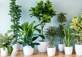 Cómo cuidar las plantas para que no se mueran mientras estamos de vacaciones