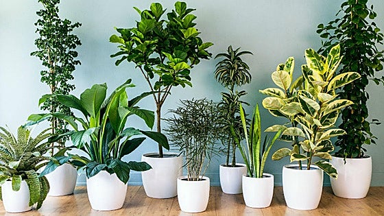 Cómo cuidar las plantas para que no se mueran mientras estamos de vacaciones