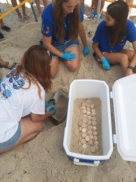 Una tortuga boba y un flamenco convierten la playa de Benidorm en un safari