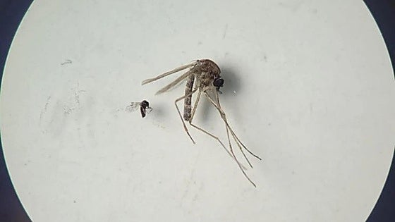 España registra doce casos de oropouche tras los brotes de este virus en Suramérica