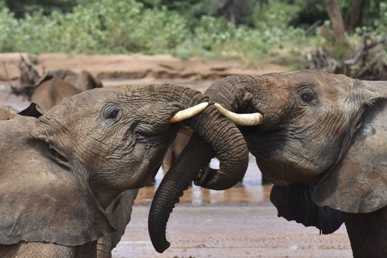 Una pareja de elefantes en una reserva de Kenia.