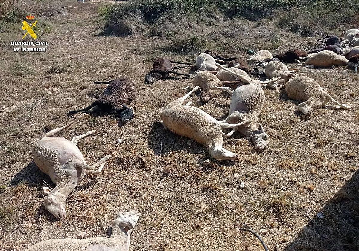 Ovejas muertas tras beber agua en Benifaió.