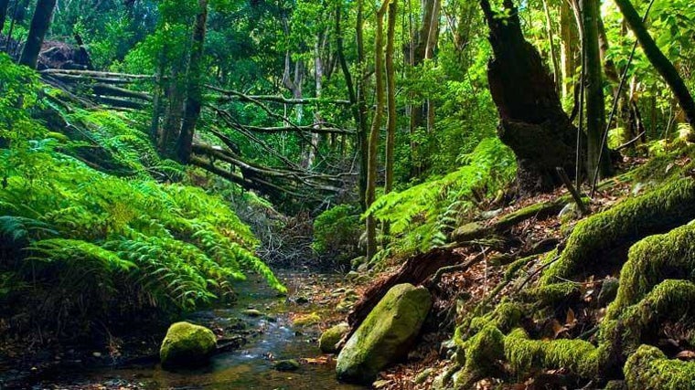 Parque Nacional de Garajonay