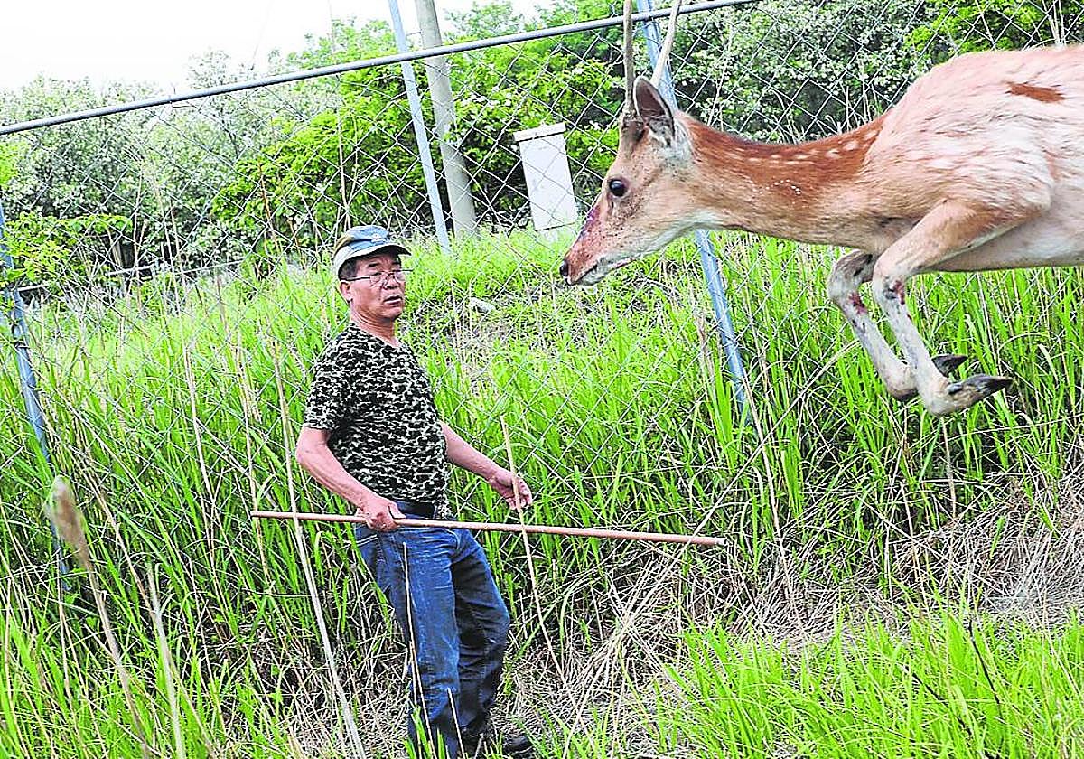 Un vecino de la isla de Anma intenta anestesiar a un ciervo con una cerbatana.